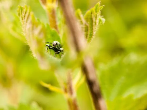 A bug hidden inside a leaf cool looking green Stock Photos