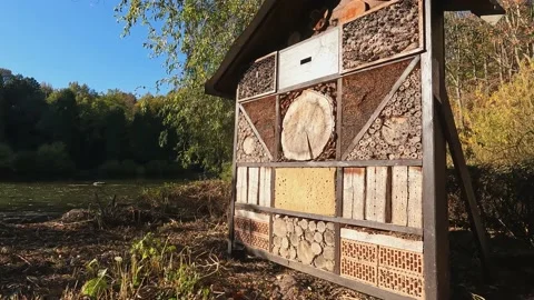 Bug Hotel Insects 库存影片 221480253