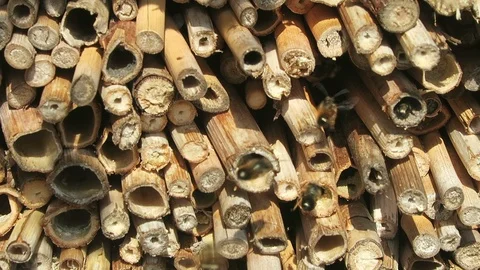 Bug hotel. wild bees flying in front of insect hotel. Vídeos de archivo 100825778