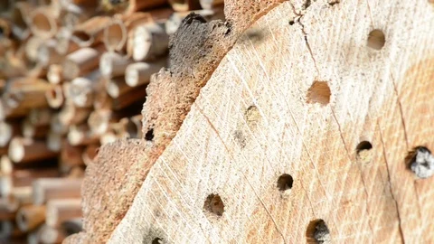 Bug hotel. wild bees flying in front of insect hotel. 스톡 동영상 100826767