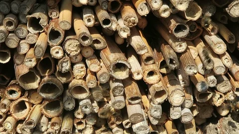 Bug hotel. wild bees flying in front of insect hotel. Video stock 100828623