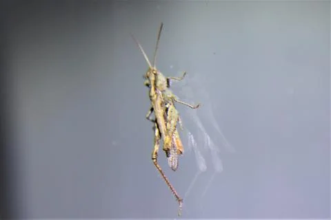 Bug IMG 7514 Foto stock