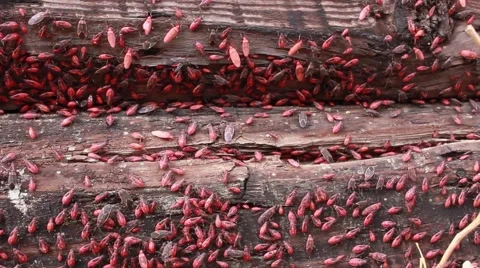 Bug infestation on wooden surface HD  Stock Footage 68437050
