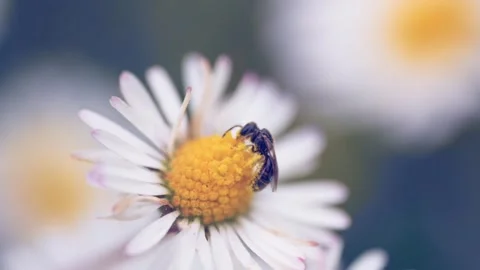 Bug insect bee white flowers Stock Footage 273698545
