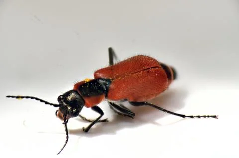 Bug Insect with a hard red elytra Stock Photos