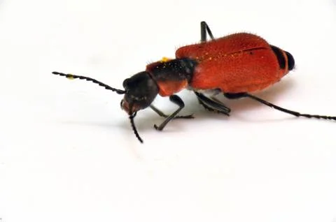 Bug Insect with a hard red elytra Stock Photos
