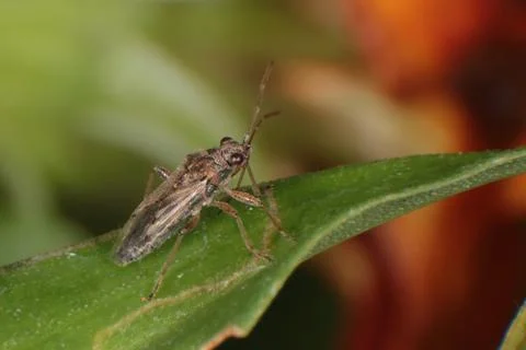 Bug Insect Macro - Hemiptera Stock Photos