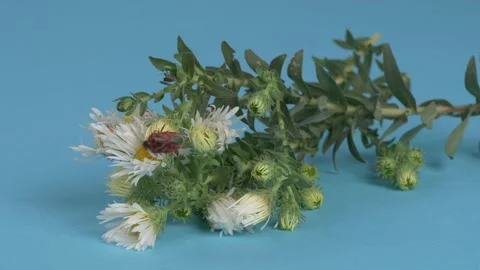 The bug insect moves on the flower. Видео 256825937