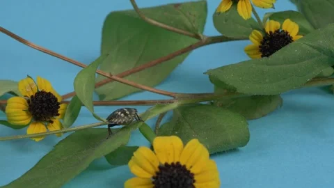 The bug insect overcomes the obstacle. Stockbeeldmateriaal 256825802