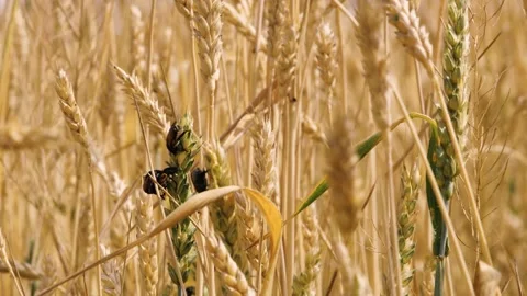 Bug insect parasite on yellow and green wheat at rural countryside agriculture Video stock 263658078