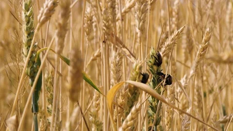 Bug insect parasite on yellow and green wheat at rural countryside agriculture Video stock 263847581