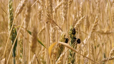 Bug insect parasite on yellow and green wheat at rural countryside agriculture Video stock 264567380