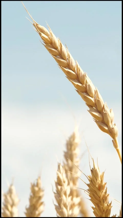 Bug insect parasite on yellow and green wheat at rural countryside agriculture Video stock 265018899