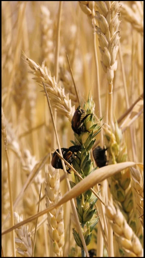Bug insect parasite on yellow and green wheat at rural countryside agriculture Видео 265712974