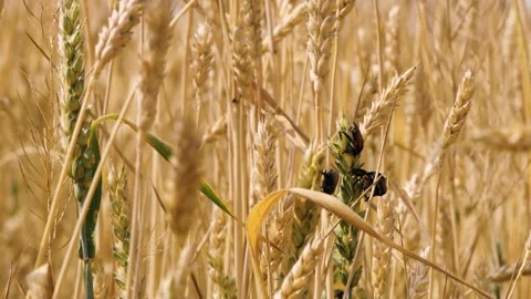 Bug insect parasite on yellow and green wheat at rural countryside agriculture Video stock 266124725