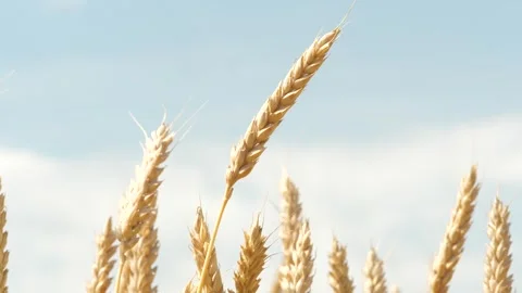 Bug insect parasite on yellow and green wheat at rural countryside agriculture Video stock 266920829