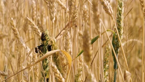 Bug insect parasite on yellow and green wheat at rural countryside agriculture Video stock 267094569