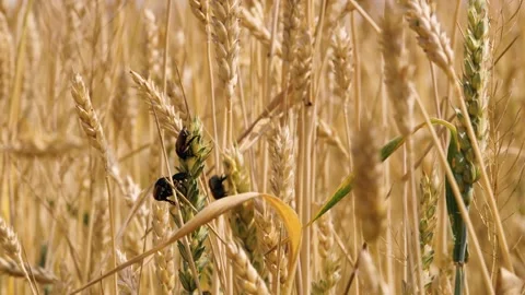 Bug insect parasite on yellow and green wheat at rural countryside agriculture Video stock 267753566