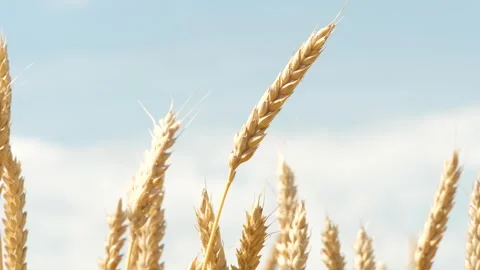 Bug insect parasite on yellow and green wheat at rural countryside agriculture Video stock 268732421