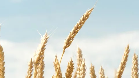 Bug insect parasite on yellow and green wheat at rural countryside agriculture Video stock 269333943