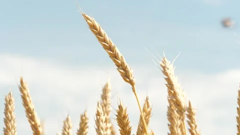 Bug insect parasite on yellow and green wheat at rural countryside agriculture Video stock 270169278