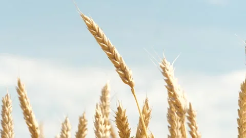 Bug insect parasite on yellow and green wheat at rural countryside agriculture Video stock 270502729