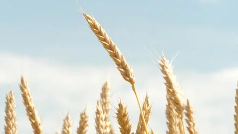 Bug insect parasite on yellow and green wheat at rural countryside agriculture Vídeos de archivo 271700312