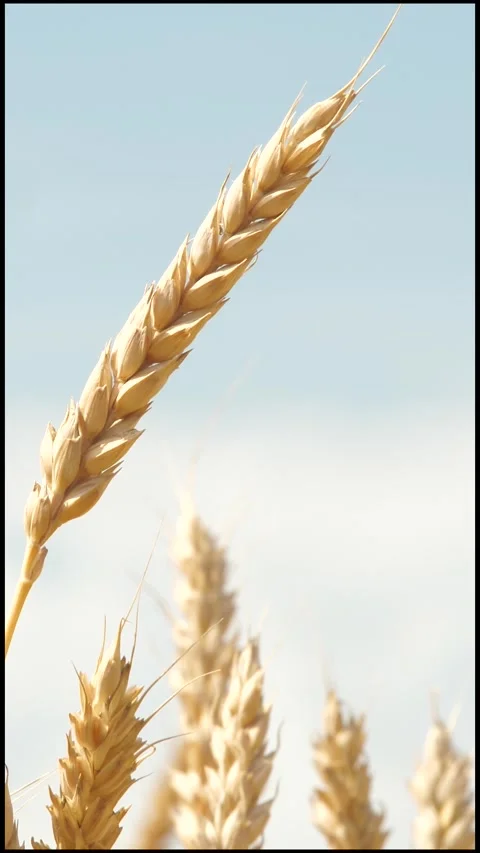 Bug insect parasite on yellow and green wheat at rural countryside agriculture Video stock 272475188