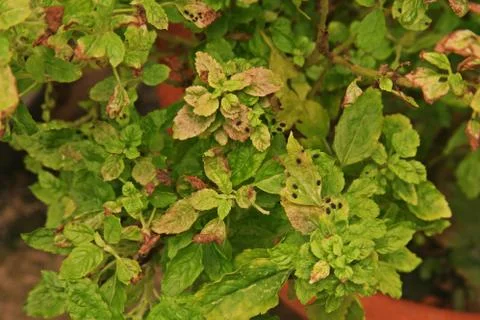 Bug an insect pest to crops Stock Photos