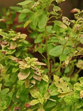 Bug an insect pest to crops Stock Photos