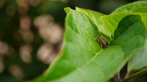 Bug insect in slow motion Stock Footage 60648319
