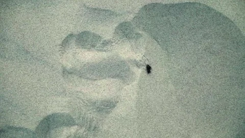 Bug Insect Walking On Beach Sand Video stock 254063414