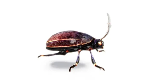 Bug isolated on white bg able to loop endless Stock Footage 294538134