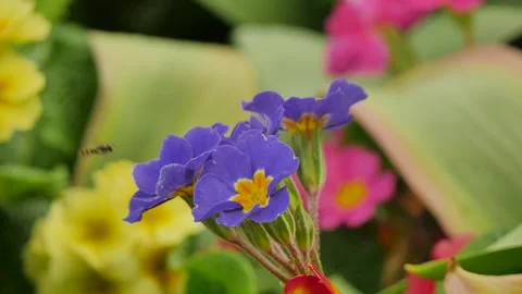 Bug landing on a purple flower Stock Footage 339088281