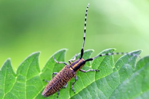 Bug with large antennas Stock Photos