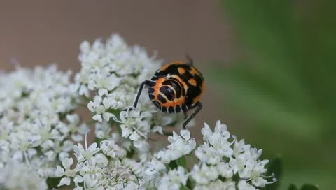 Bug larvae crawling on plant flowers Stock Footage 11167344