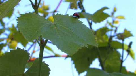 Bug on a leaf Stock Footage 38585175
