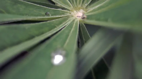 Bug on a leaf Видео 39307063