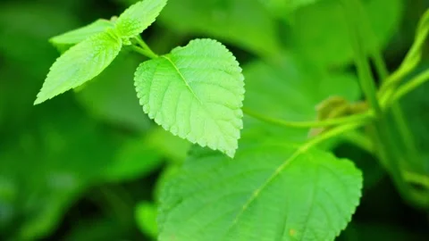Bug on leaf Stock Footage 270040081