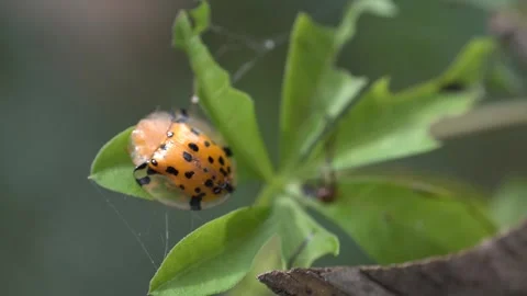 A bug is on a leaf Stock Footage 279138674