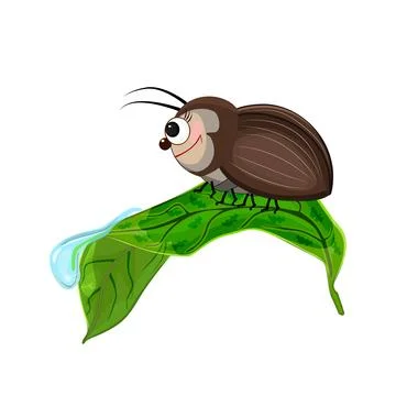 Bug on leaf isolated on white background. Beetle crawling on leaf with dew drop Stock Illustration