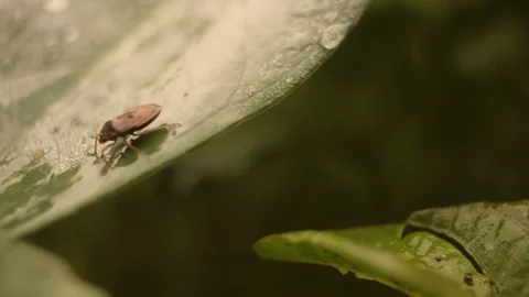 Bug on Leaf left Stock Footage 103305043