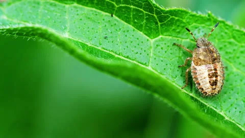 Bug on a leaf macro Stock Footage 136545264