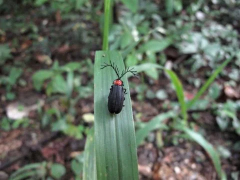 Bug on a leaf Stock Photos
