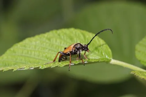 Bug on a leaf Stock Photos