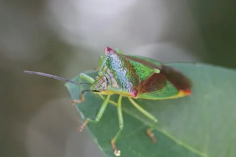 Bug on a leaf Stock Photos