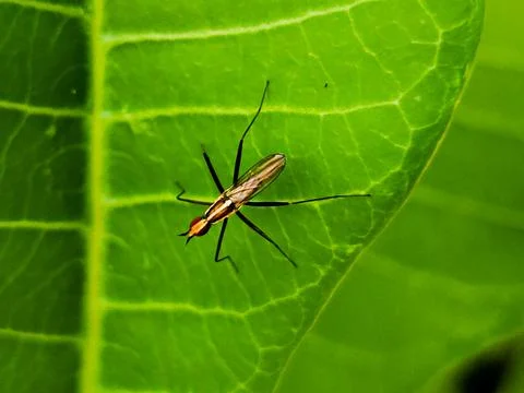 A bug is on a leaf Stock Photos