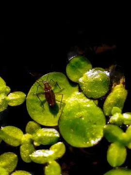 A bug on a leaf Stock Photos
