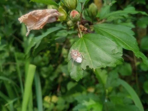 Bug on a leaf of a plant. Smelly bug of gray-brown color. Stock Photos