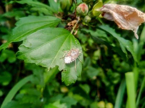 Bug on a leaf of a plant. Smelly bug of gray-brown color. Stock Photos